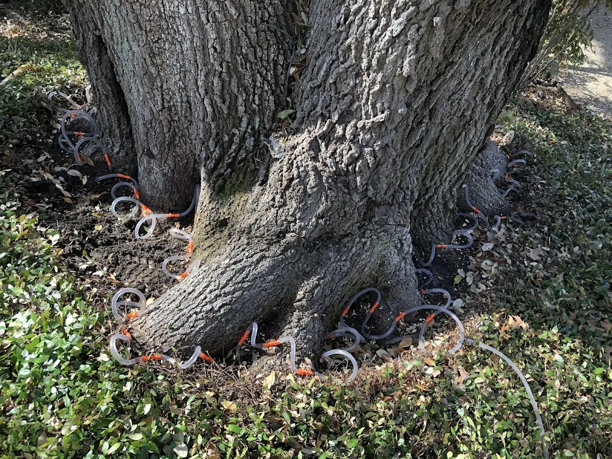 Detailed Tree Cabling and Bracing job site in Slate Run