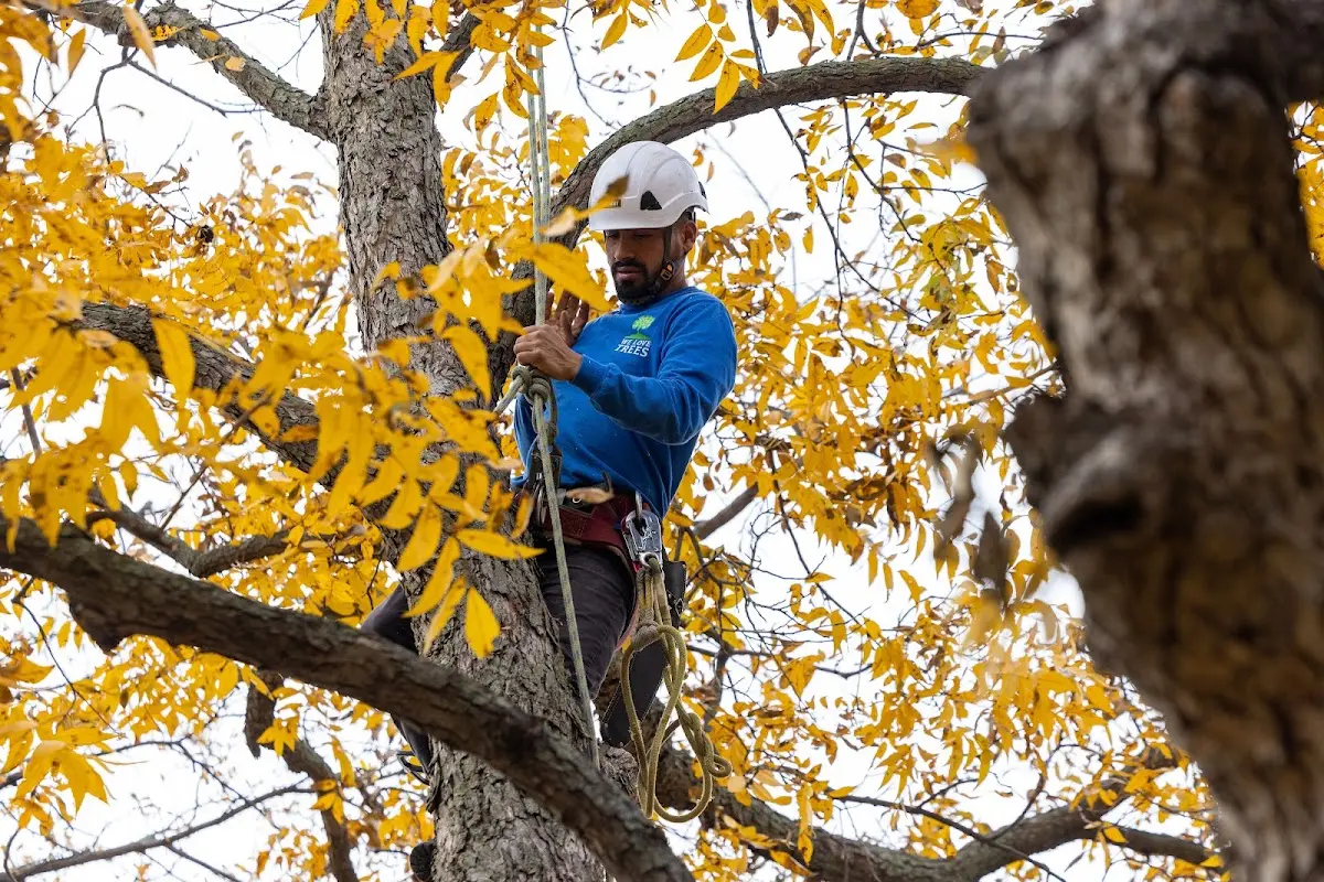 Skilled Tree Trimming crew working in Slate Run