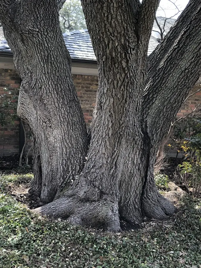 Mature heritage tree close to a Slate Run property cared for by certified arborists